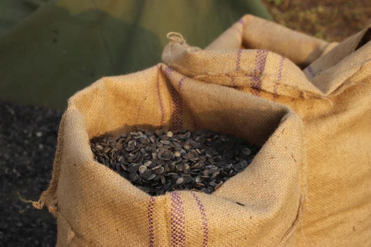 Griffonia-simplicifolia-seeds-dried-credit-NURA-USA.jpg