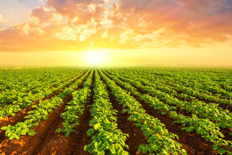 GettyImages-Yurity_Kulik-potato-field.png