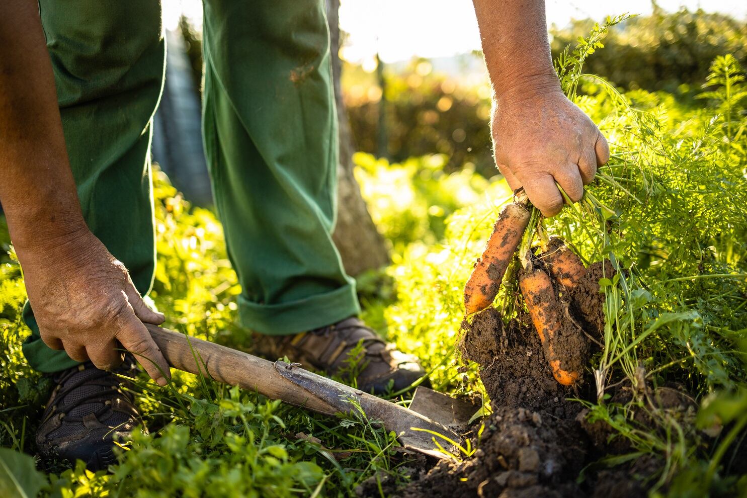 Ancient Nutrition partners with Rodale Institute for regenerative ag transition