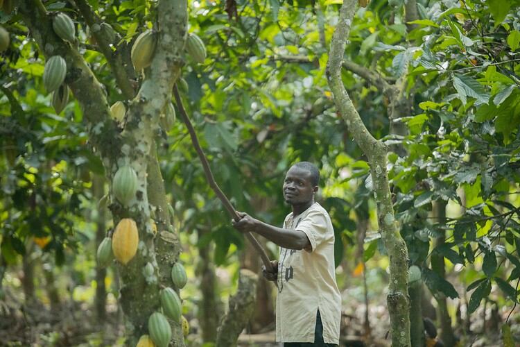 cocoa-farmer-cote-d-ivoire-nestle.png