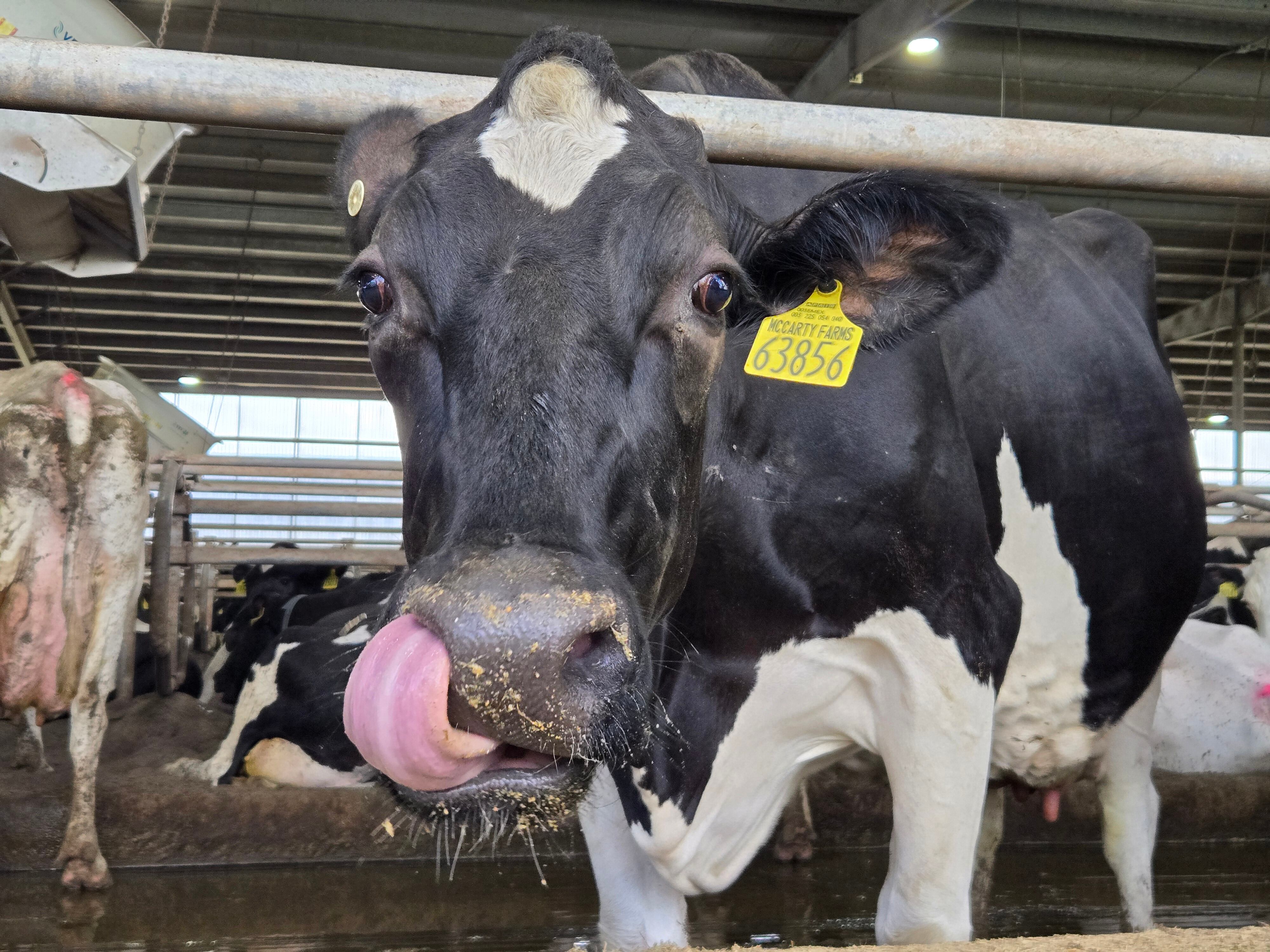 Danone is rethinking how animal welfare and improvements at the farm level can boost product nutrition.