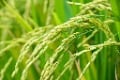 Tailoring functional rice flour to different applications