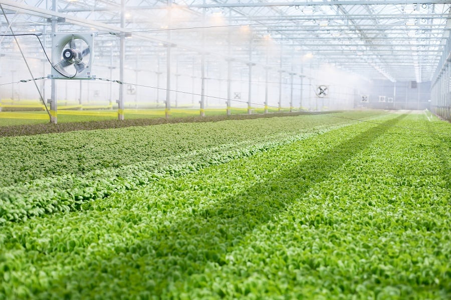 BrightFarms-Greenhouse_Culpeper-Va.jpg