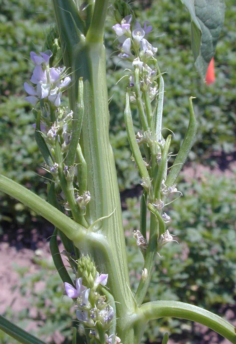 Guar-Plant-PHGG-Sunfiber-Taiyo-International.jpg