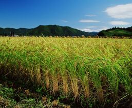 axiom-rice-growing.jpg
