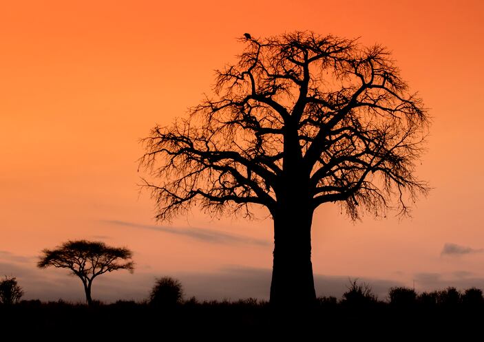 Don’t call it a trend: How baobab is defining the fiber revolution