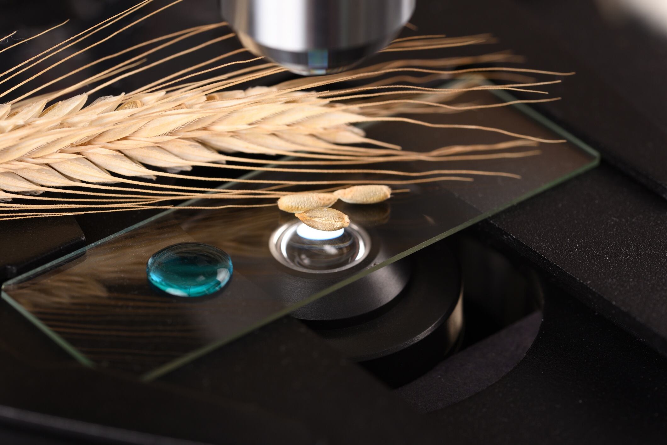 Wheat grain on the microscope slide under a microscope