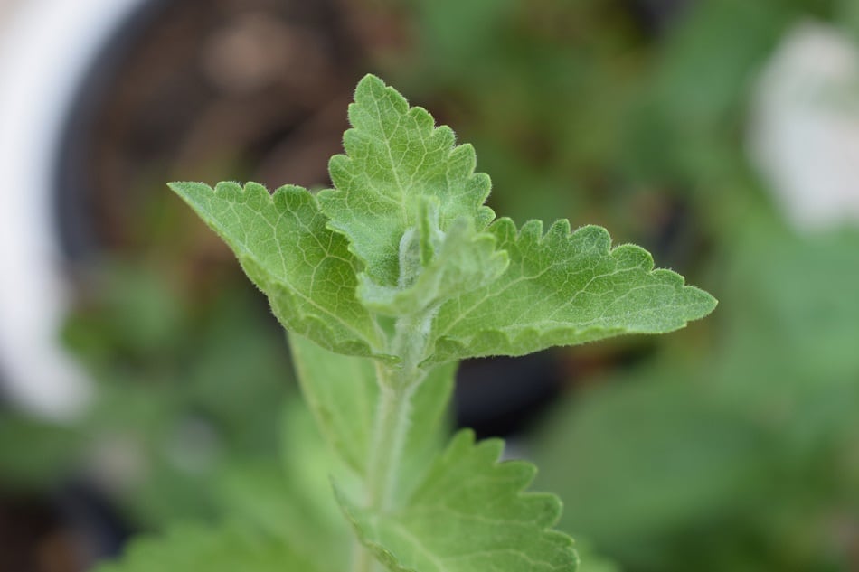 Tate-Lyle-acquires-US-based-stevia-supplier-Sweet-Green-Fields.jpg