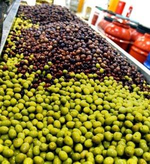 Gaea-olives-square.jpg