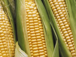 corn-cobs.png
