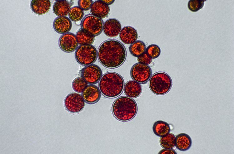 Willow Biosciences bids for slice of astaxanthin market with precision fermentation tech breakthrough