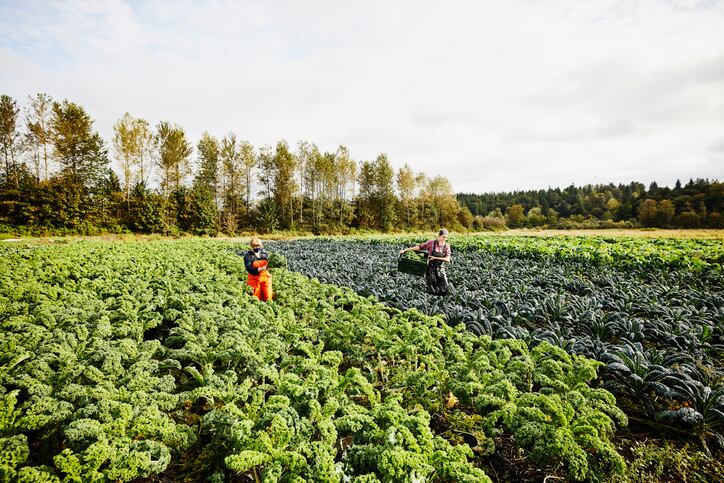 How does the food system impact the environment and what is its obligation to reduce climate change?