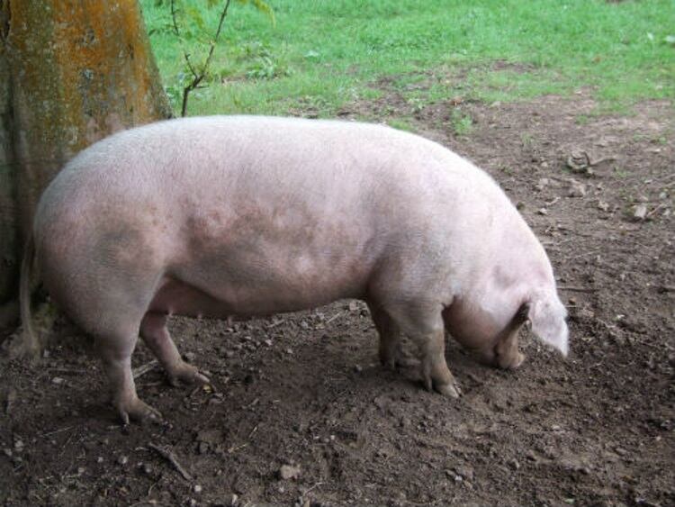Canadian pork industry assess ASF preparations