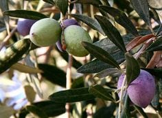 Olives-steve.jpg