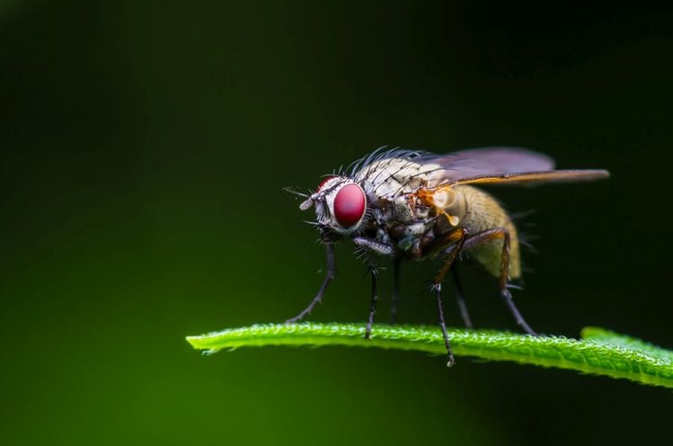 Could fruit flies slash the cost of growth media for cell cultured meat? Future Fields thinks outside the box