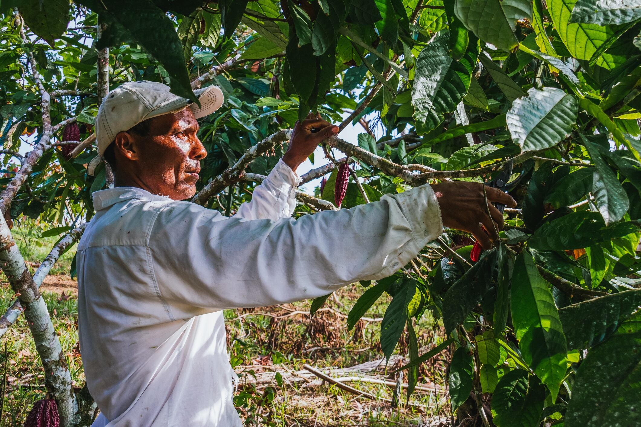 Male cocoa farmer tending and harvesting cocoa