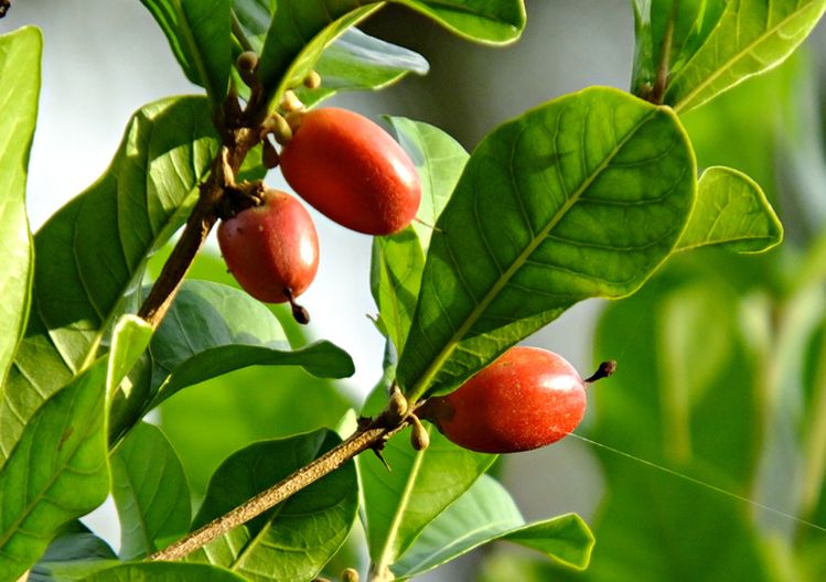 Move over stevia? Joywell Foods raises $6.9m, aims to commercialize sweet proteins in 18-24 months