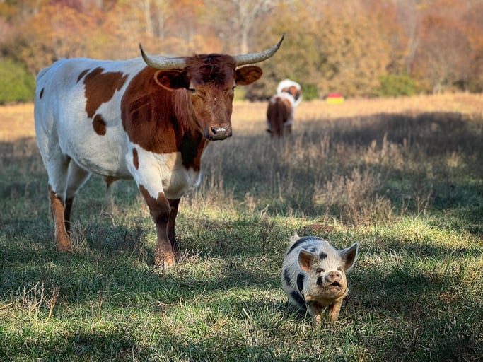 Meat stick brand Singing Pastures leans into clean nutrition and joy