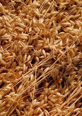 oats-grain-millers.jpg