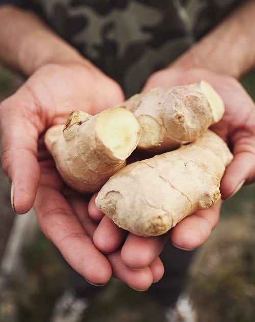 Ginger_Firmenich.jpg