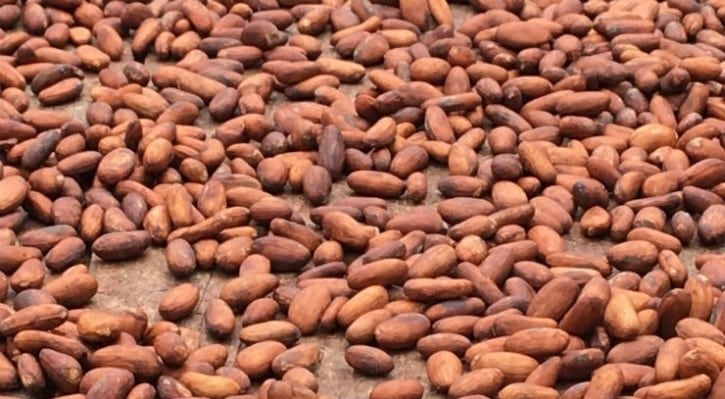 Volatile Cocoa prices see a surge in panic buying by chocolate industry