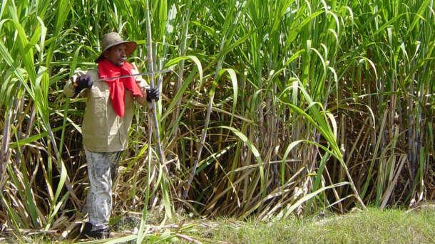 Sugar-cane-harvesting.jpg