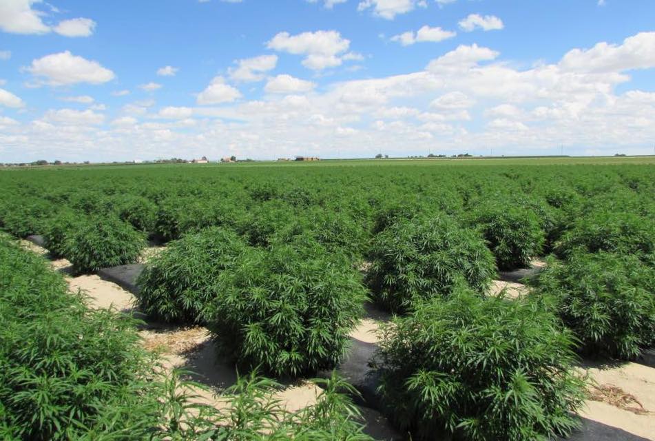 Marketing CBD is mostly about risk tolerance, legal expert says