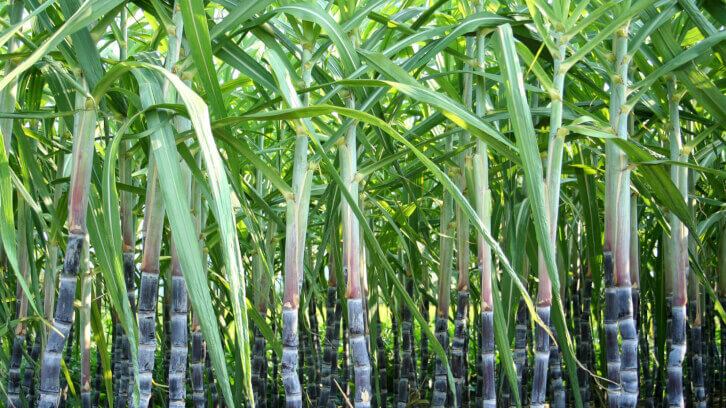 GAO report finds current US sugar policy needs reform, Alliance for Fair Sugar Policy agrees