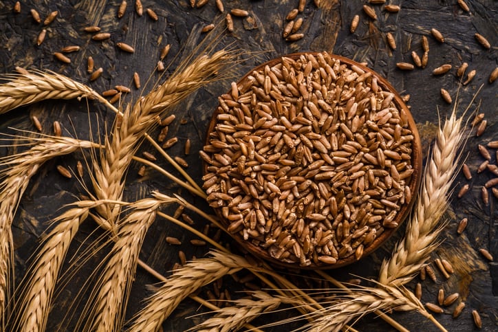 Europe’s first gene-edited wheat trial produces up to 45% less acrylamide