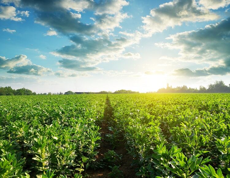 Beneo builds new pulse-processing plant for ‘rising star’ ingredient faba bean