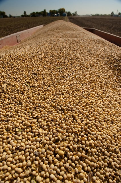 united-soybean-board-soybeans-in-field.jpg