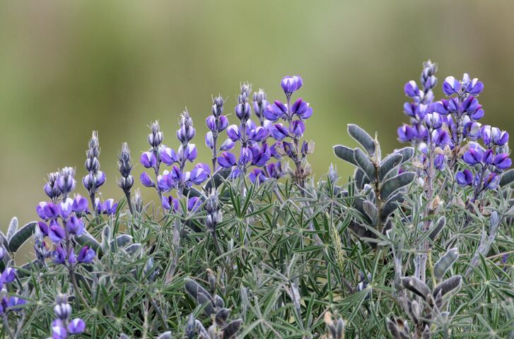 Andean-Lupin-GettyImages-Joseph-Beck.jpg