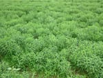 stevia-purecircle.bmp