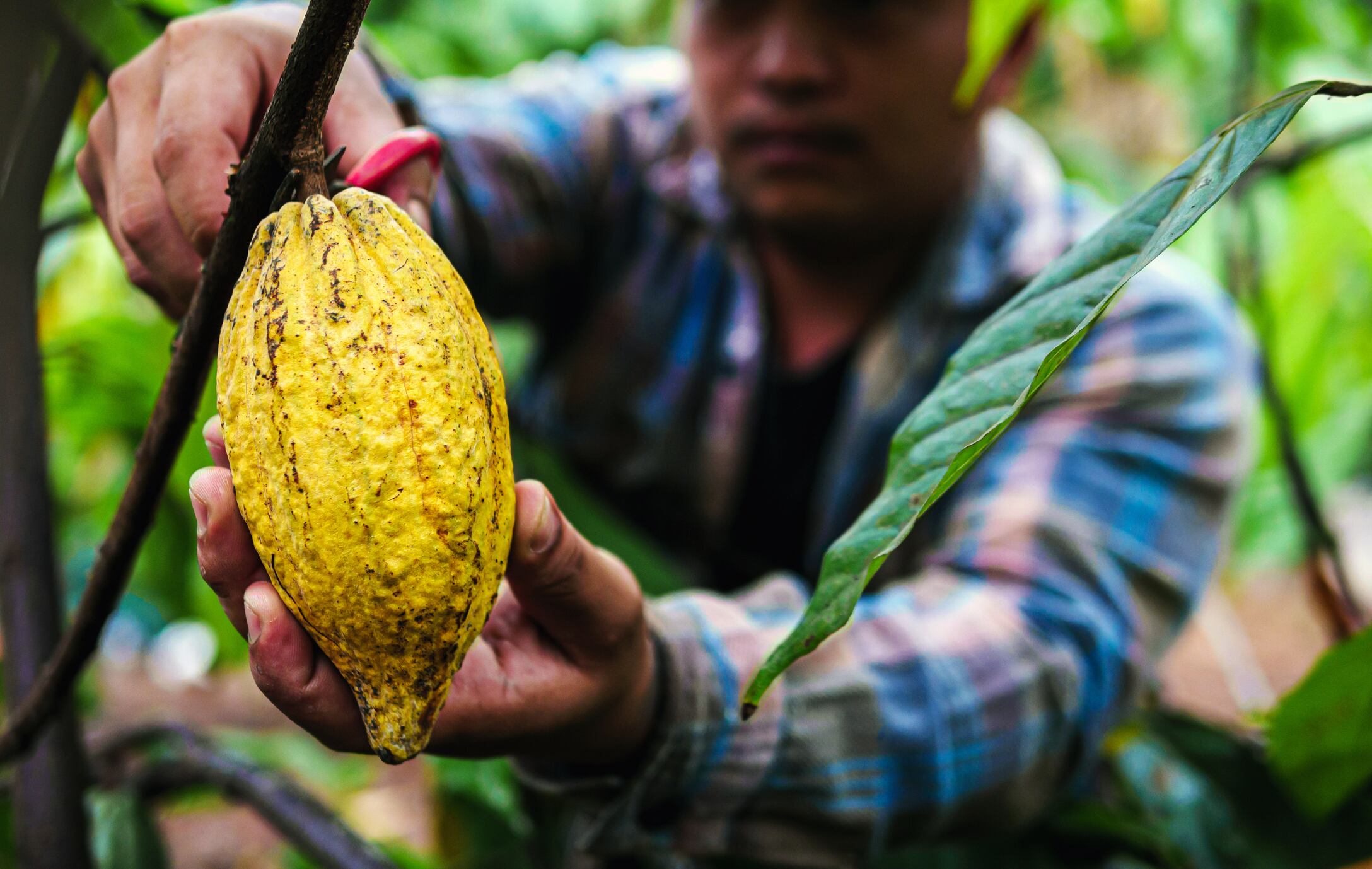 Cocoa farmer use pruning shears to cut the cacao pods or fruit ripe yellow cacao from the cacao tree. Harvest the agricultural cocoa business produces.