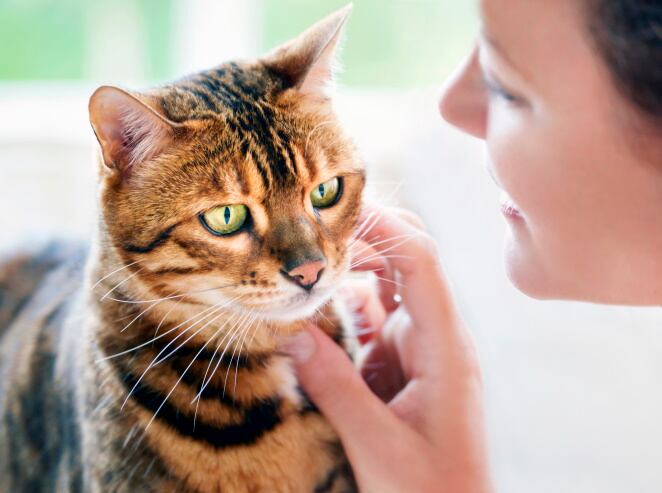 GettyImages-Tara-Moore-cat.jpg