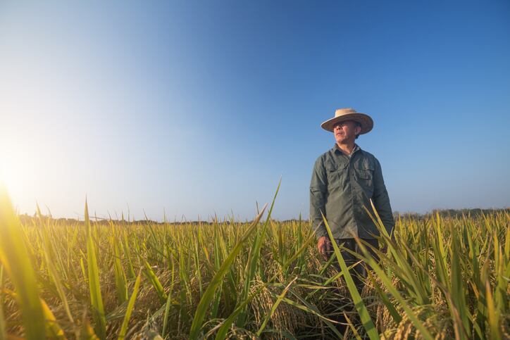 Kellogg-to-reward-rice-farmers-for-reducing-greenhouse-gas-emissions.jpg
