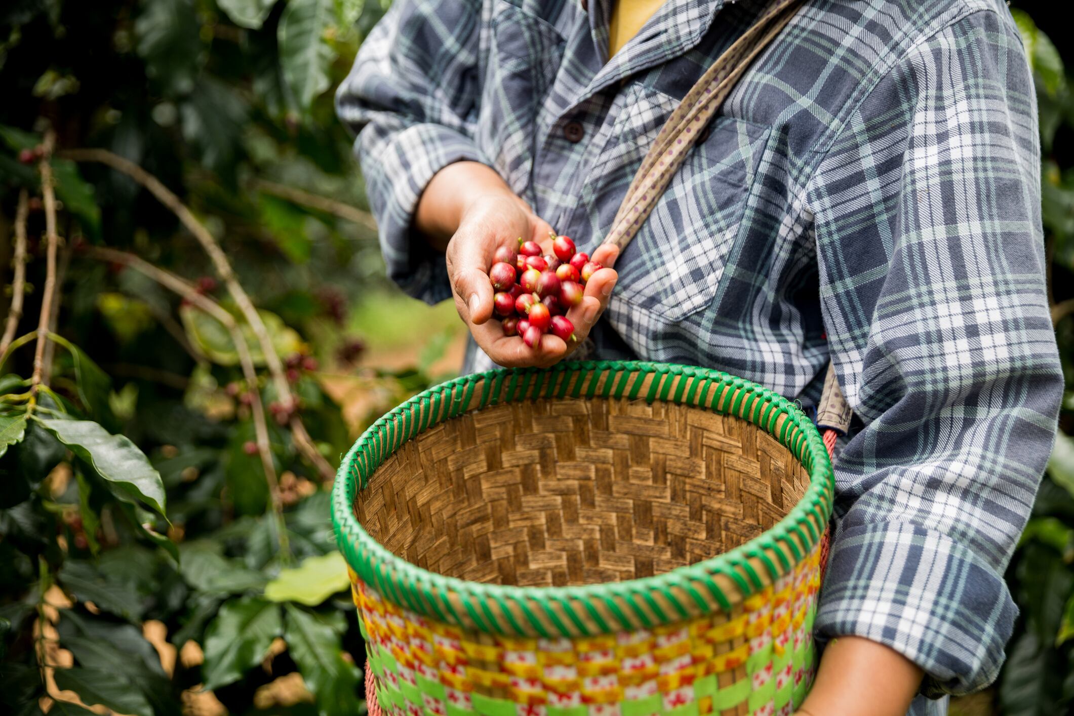 Farmer concept hand harvest ripe coffee seed robusta arabica berry close up fresh green leaf bean picking orange crop red yellow berries raw plant tree farm growth blur background eco organic garden