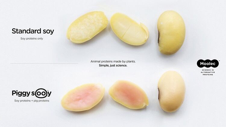 Pork proteins produced in soy? Molecular farming tech produces pig-plant protein hybrid soybean