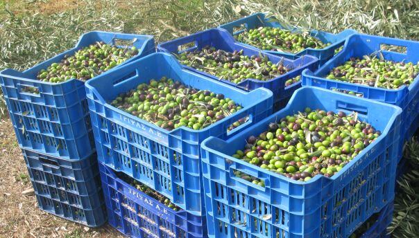 olives-Gaea-in-baskets.jpg