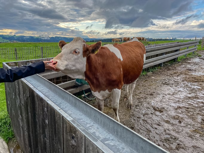 Omeat launches out of stealth with its latest ground beef cultivate