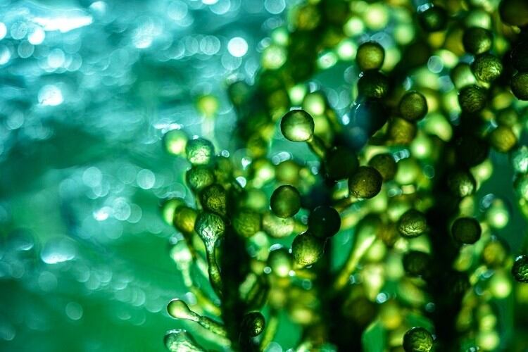 Scientists develop ‘healthier and greener’ alternative to palm oil