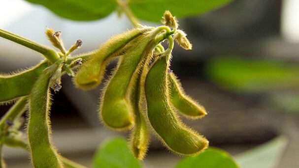 Soy protein reduces LDL by 3-4%, says meta-analysis... but will it convince the FDA not to revoke its health claim?