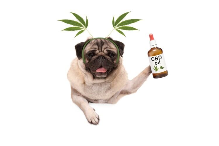 Defendants-hit-back-in-CBD-content-lawsuits-Naturally-occurring-nutrients-have-an-80-safe-harbor.jpg