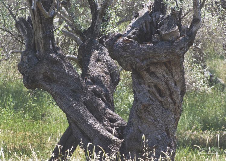 Turkey to kickstart US olive oil campaign: 'We need to go in with 'quality' oils...'