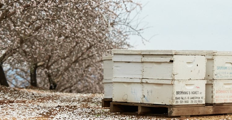 SPECIAL-REPORT-Bee-friendly-Pollinating-California-s-almond-crop.png