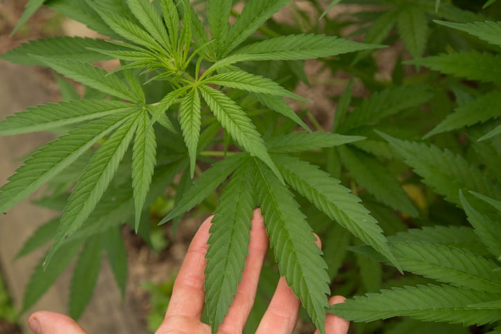 Looming Texas hemp ban bill worries beverage brands