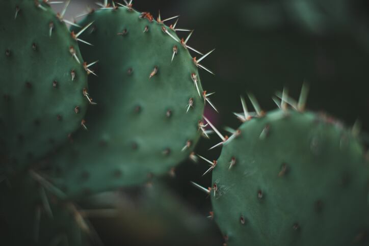 A plant prickling with health benefits: The promising components of cacti