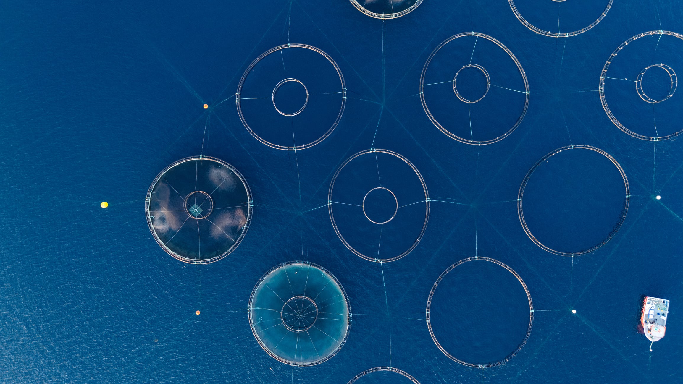 Coalitions urge Congress to accelerate US aquaculture as retailers lean into responsible seafood