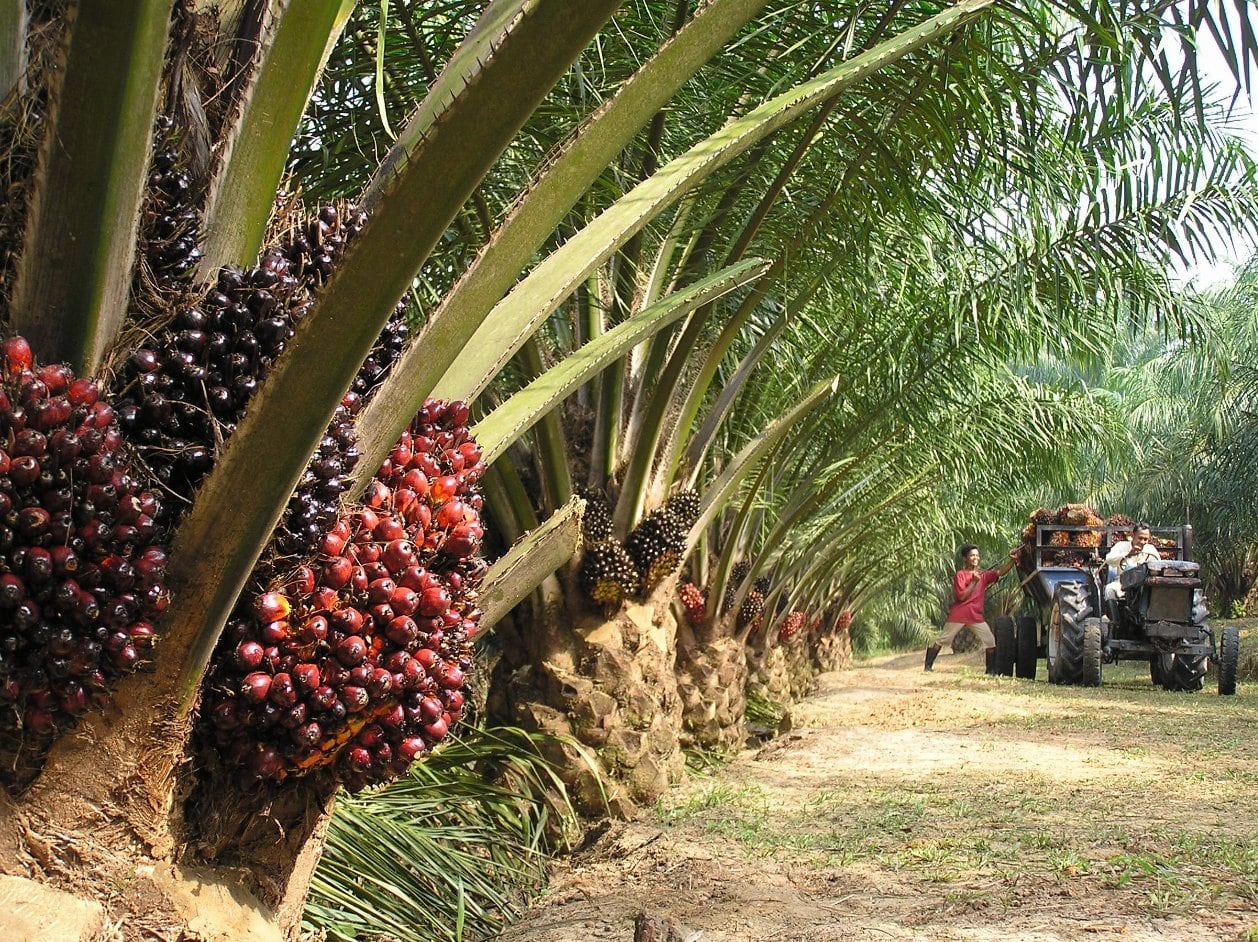 Oil-palm-plantation-GreenPalm.jpg