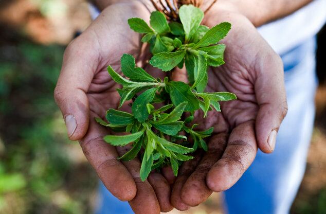 'A match made in heaven': Cargill and DSM team up to bring fermentation-based sweeteners to market